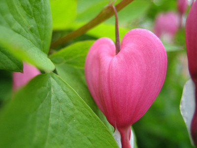 Květ - srdce, CC BY-NC-ND 2.0, flickr.com