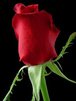 Růže, foto: PDPhotos, CC0 1.0, http://pixabay.com/cs