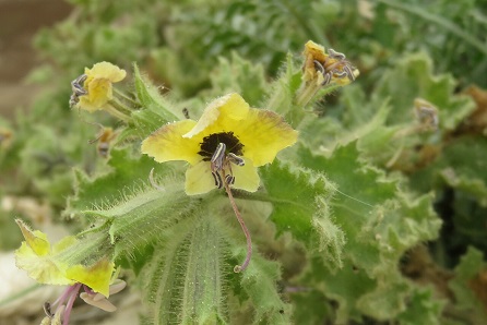 Blín zlatý (Hyoscyamus aureus in Israel) byl nalezen v Turínském plátně,  שפ2000, CC BY-SA 4.0