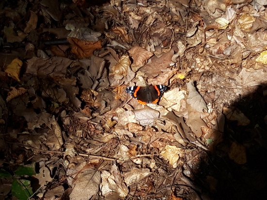 Hluboké Mašůvky 2025