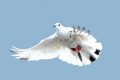 Letící holubice, volná licence, publicdomainpictures.net