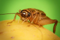 cvrcek domaci, 	Petr Gebelt, CC BY 3.0, commons...