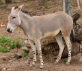 Equus africanus somaliensis 2, Ericj, CC BY-SA 3.0, commons
